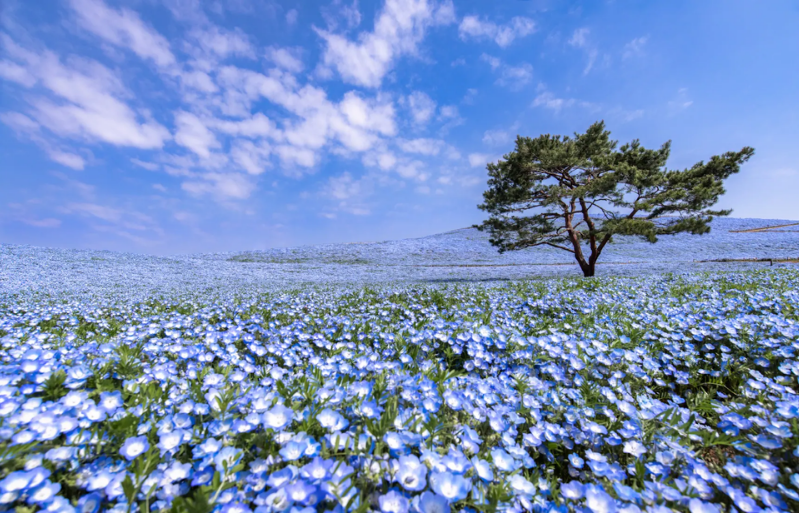 hitachi seaside park, mawatari japan, nemophila flower, blue flower park in japan, flower parks in japan