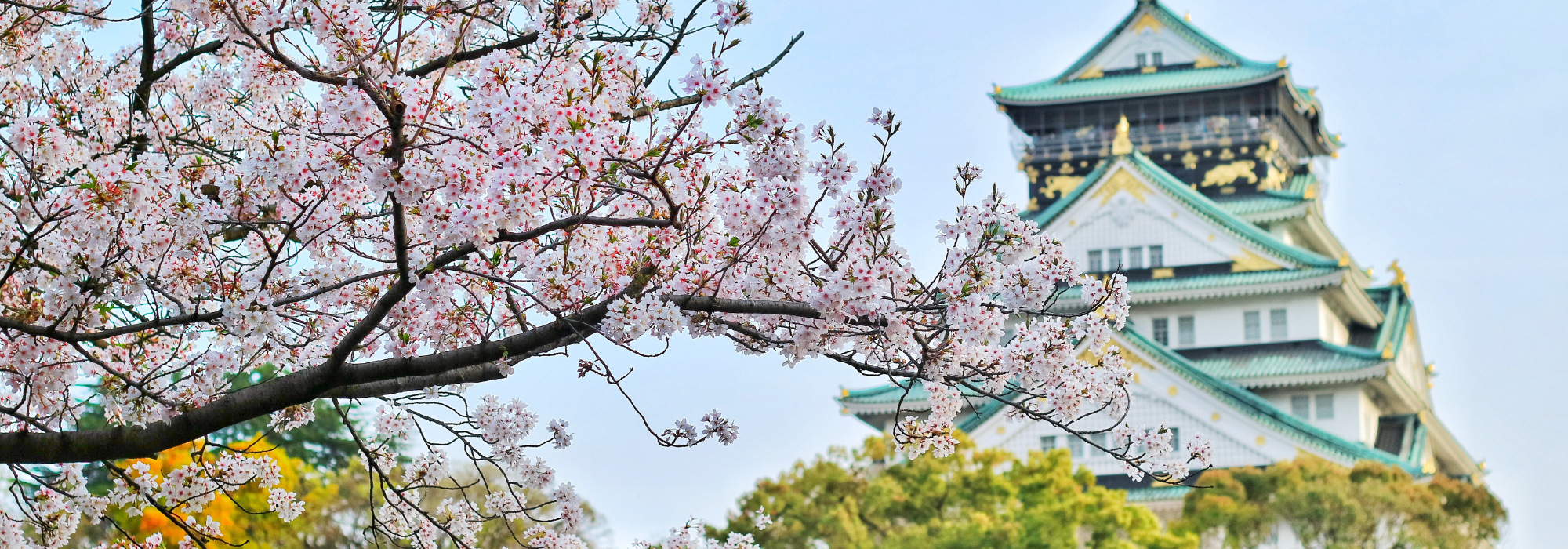 spring in japan, cherry blossoms, japan destinations, japan travel tips