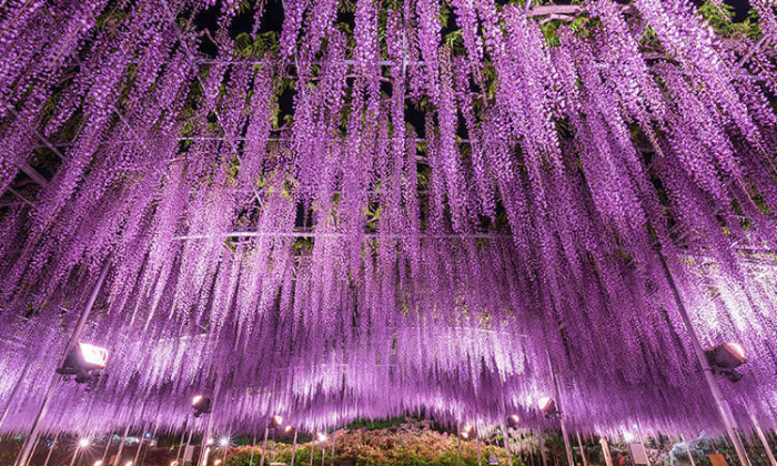 wisteria in japan, ashikaga flower park, beautiful destinations in japan, best tourist spot in japan