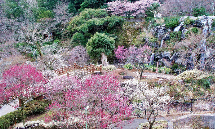 spring in japan, cherry blossoms in japan, atami, atami plum garden, where to go in japan