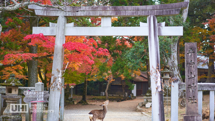 Nara Park, Japan