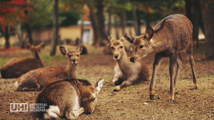 deer at Nara Park, Japan