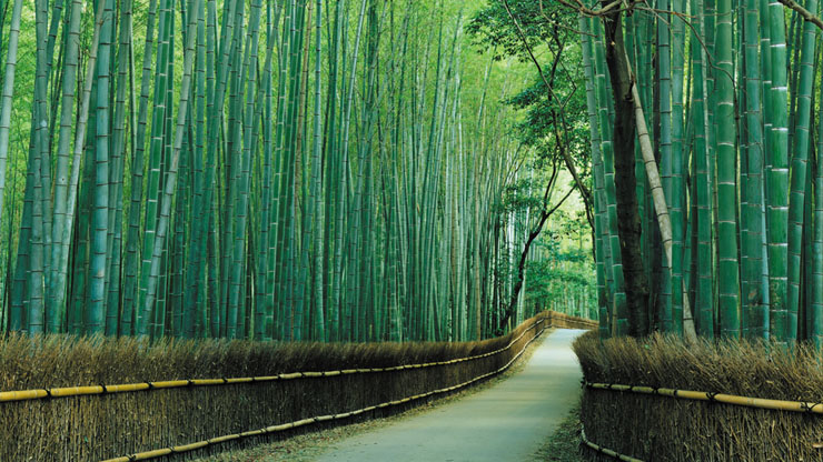 Arashiyama Bamboo Grove Japan