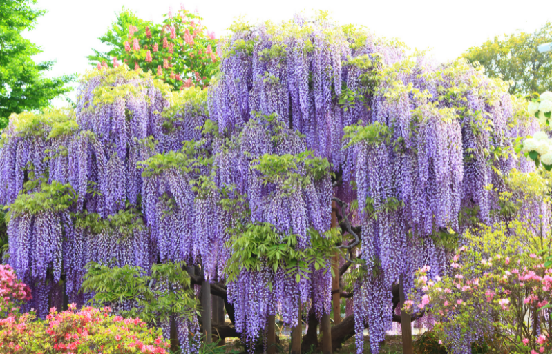 japan, spring, flower parks, wisteria, ashikaga