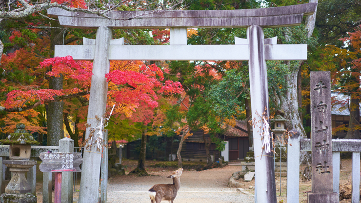 Nara Park, Japan