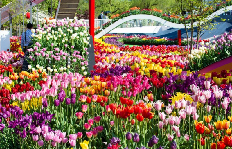 tonami flower park, tulips in japan, where to find tulips in japan,  beautiful destinations in japan